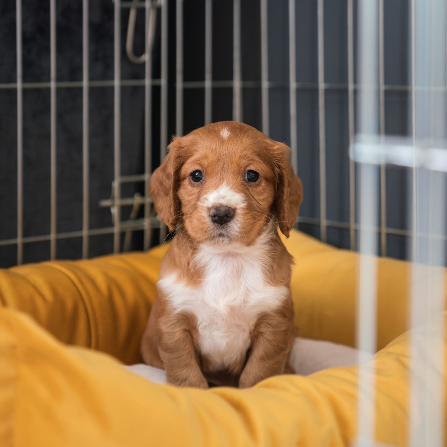 Cozy & Calming Puppy Cage Bed In Saffron Velvet By Lords & Labradors