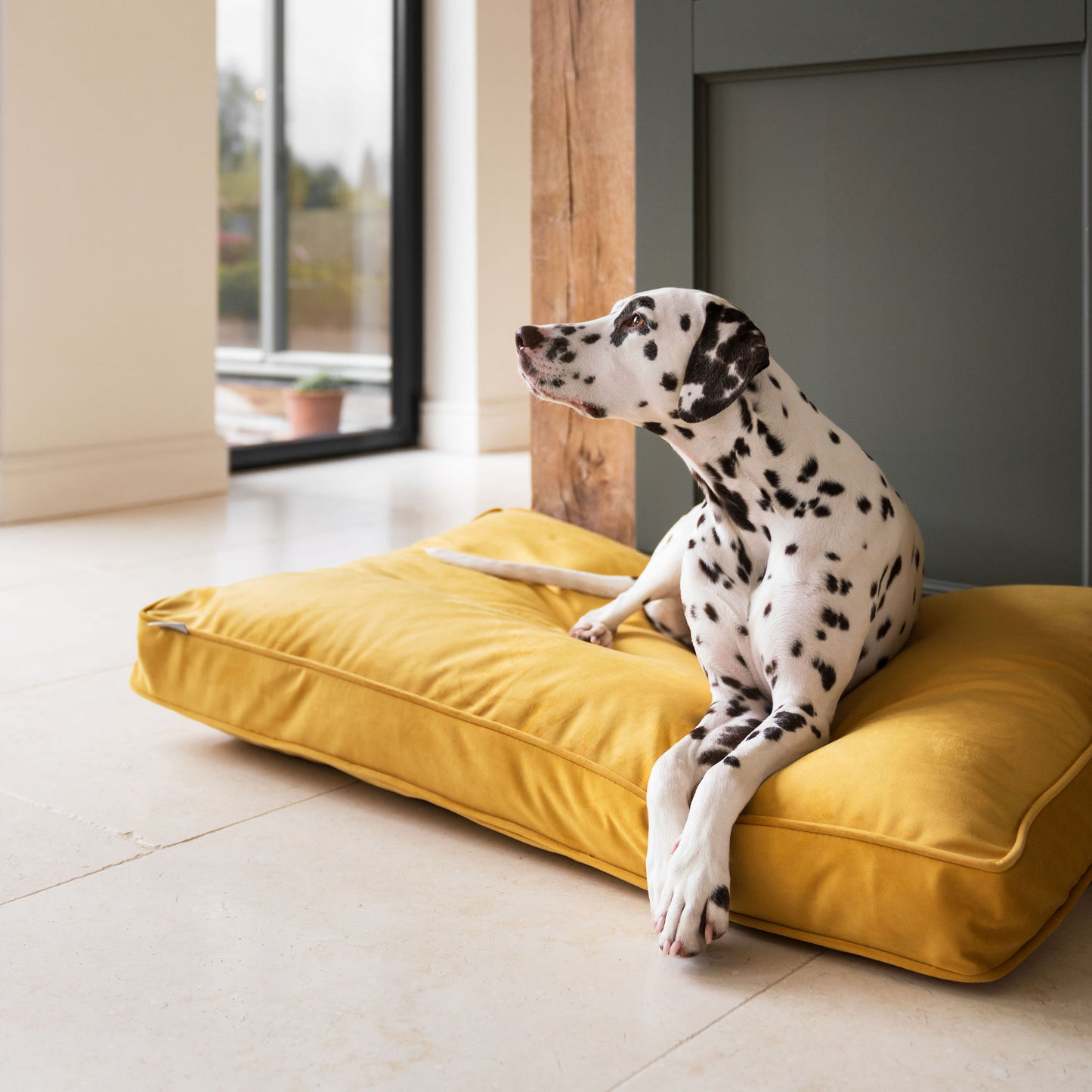 Dog Cushion in Saffron by Velvet Lords & Labradors