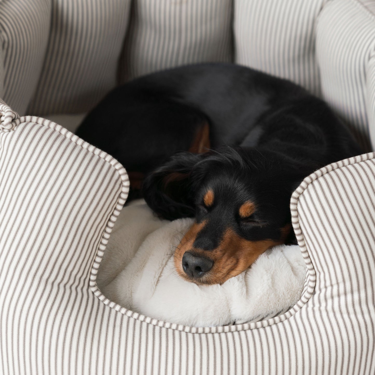 High Wall Bed For Dogs in Spots & Stripes by Lords & Labradors