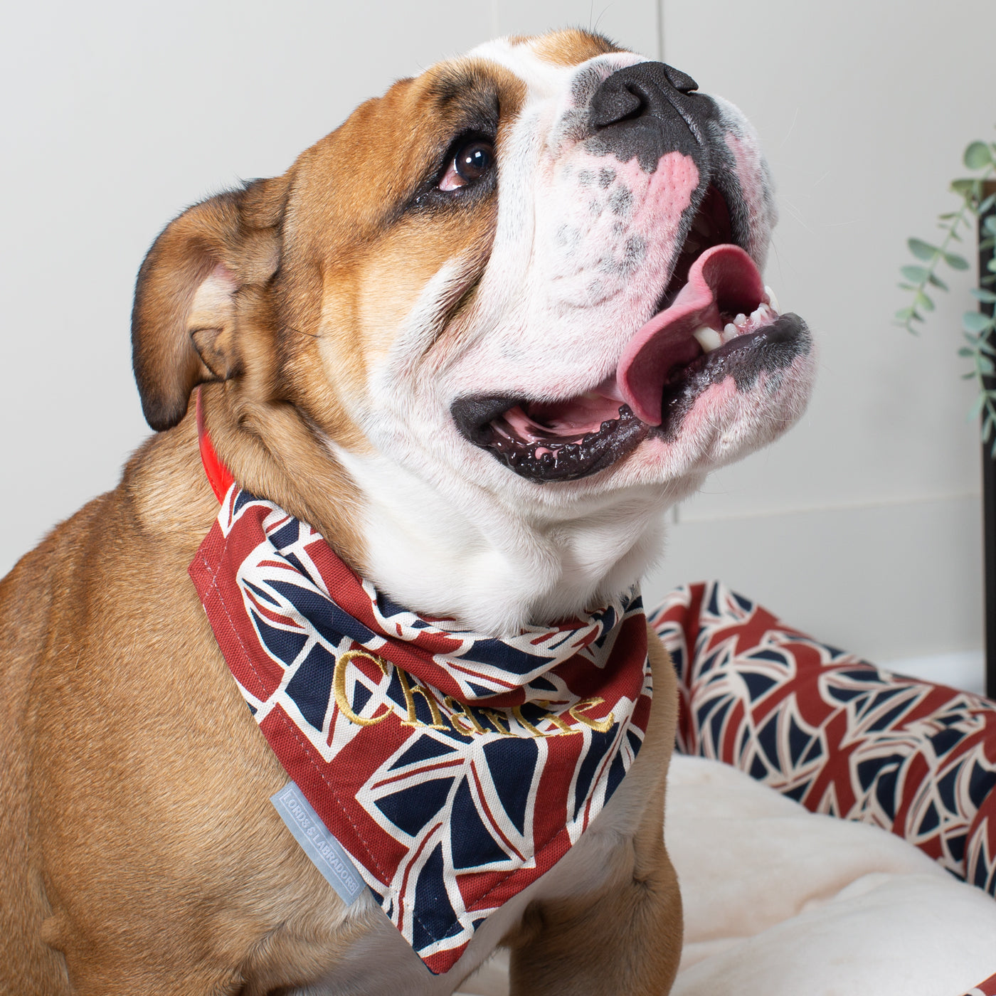 Discover The Perfect Bandana For Dogs, Luxury Dog Bandana In Union Jack, Available To Personalize Now at Lords & Labradors US