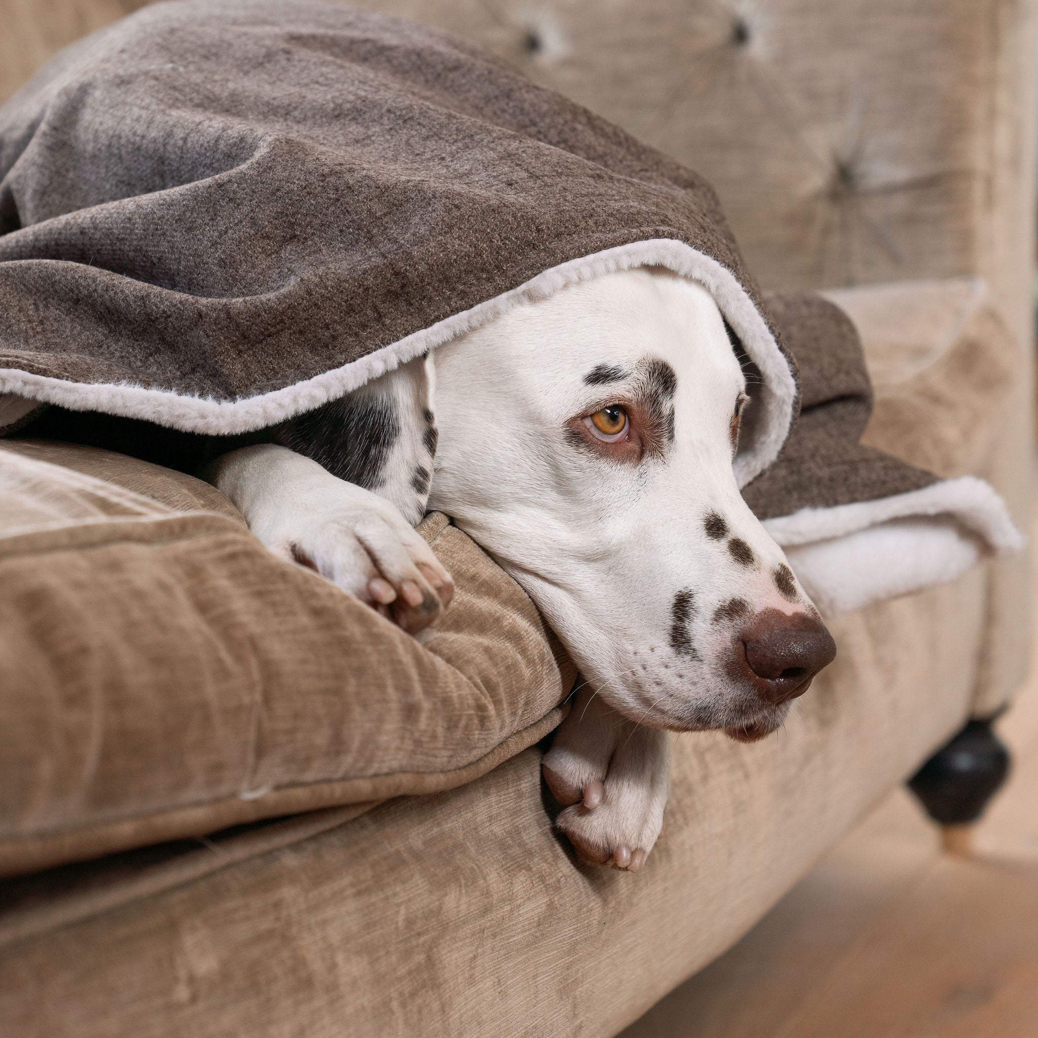 Inchmurrin Umber Pet Blanket By Lords Labradors