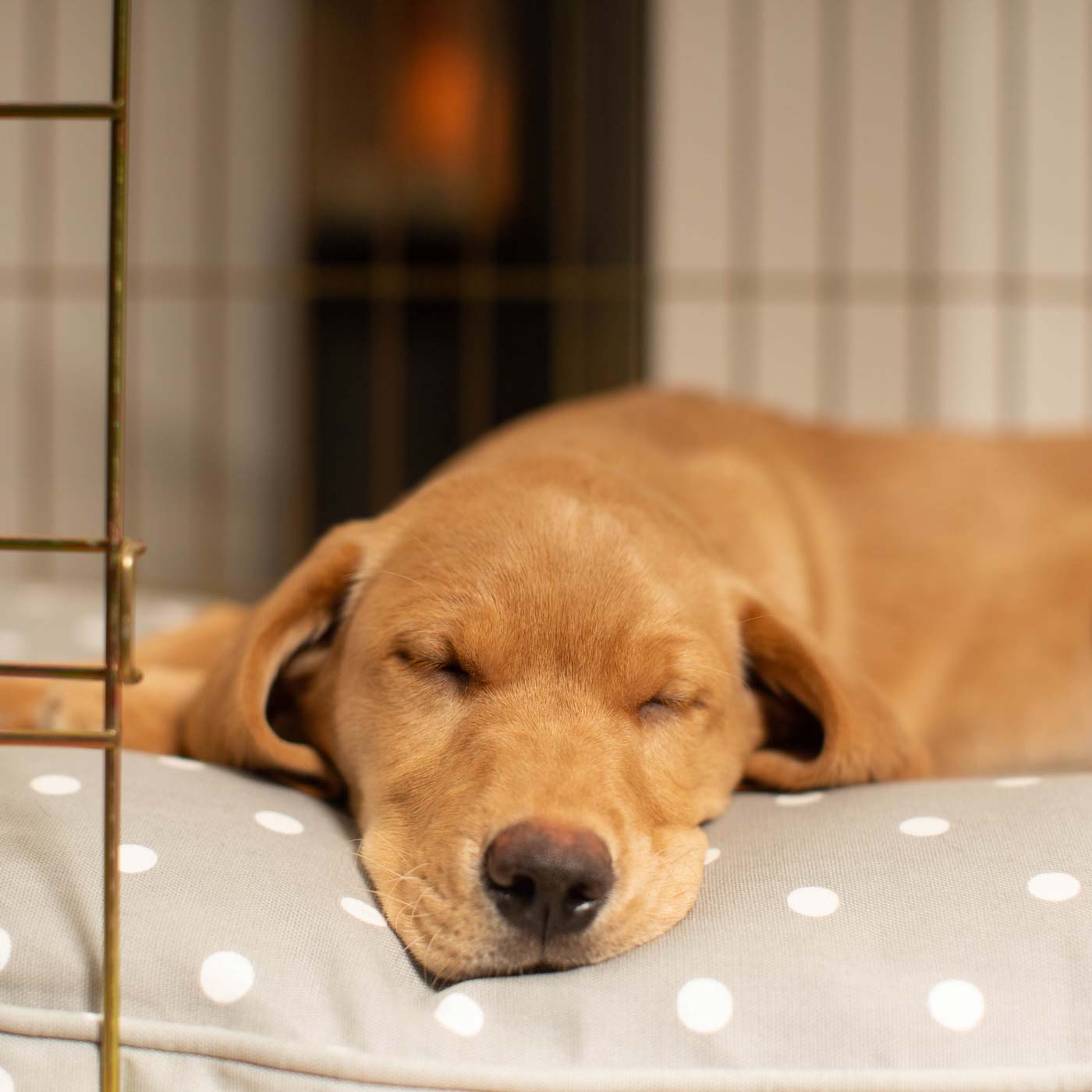 Luxury Gold Dog Cage Set With Cushion, Bumper and Crate Cover. The Perfect Dog Crate For The Ultimate Naptime, Available Now at Lords & Labradors US