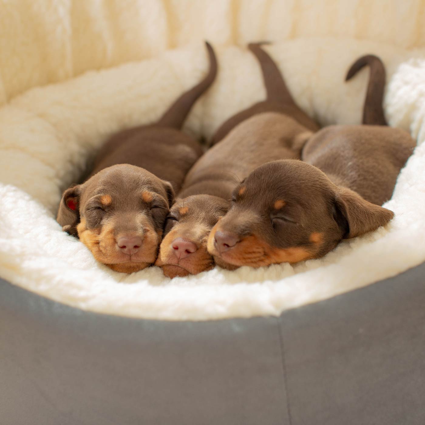 Discover our luxurious dog bed perfect for puppy growing! Crafted from plush sherpa, faux suede outer and complete with soft foam inner to present the ideal dog bed for puppies to grow! Available now at Lords & Labradors US
