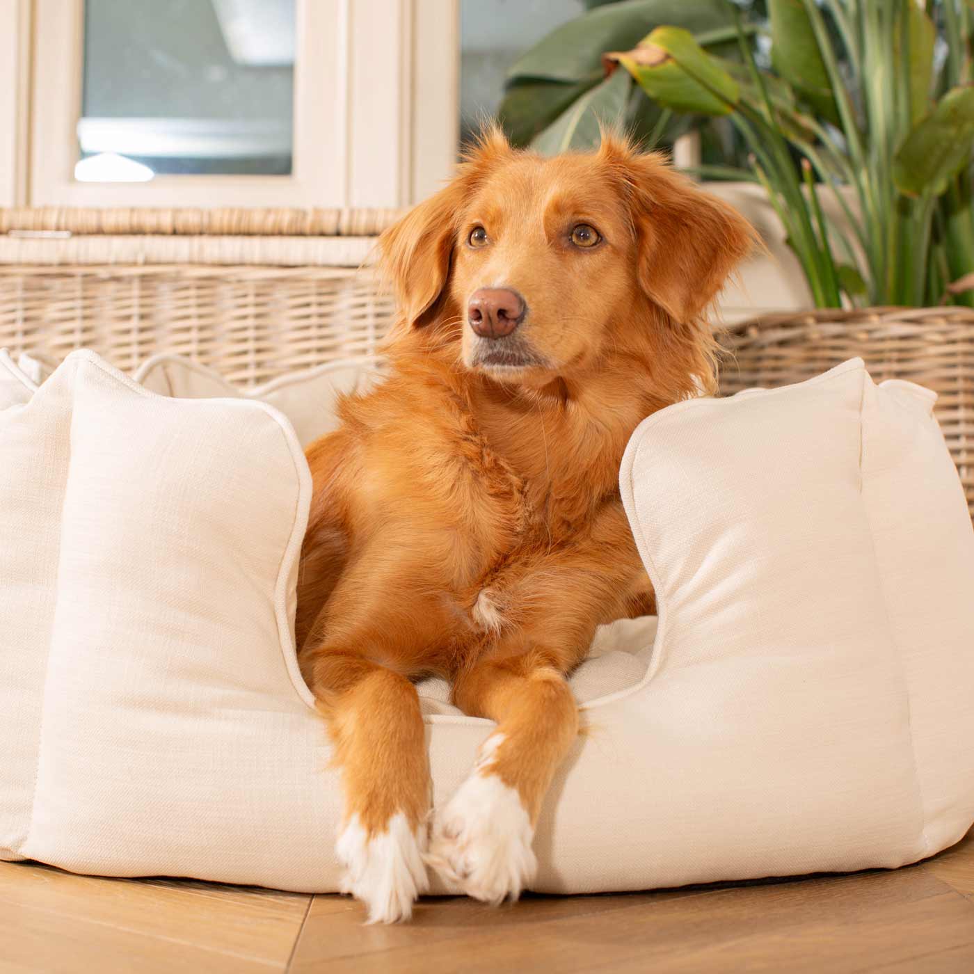 Discover Our Luxurious High Wall Bed For Dogs, Featuring inner pillow with plush teddy fleece on one side To Craft The Perfect Dogs Bed In Stunning Savanna Bone! Available To Personalize Now at Lords & Labradors US