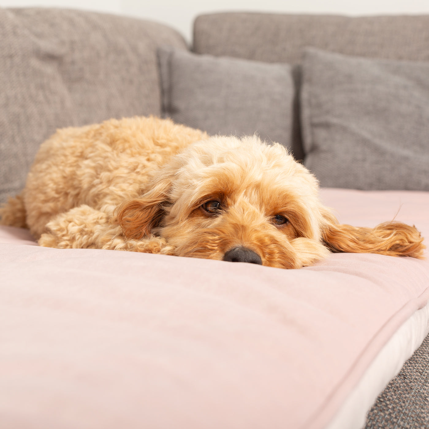 Couch Topper in Blossom Velvet By Lords & Labradors