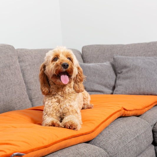 Couch Topper in Pumpkin Velvet By Lords & Labradors