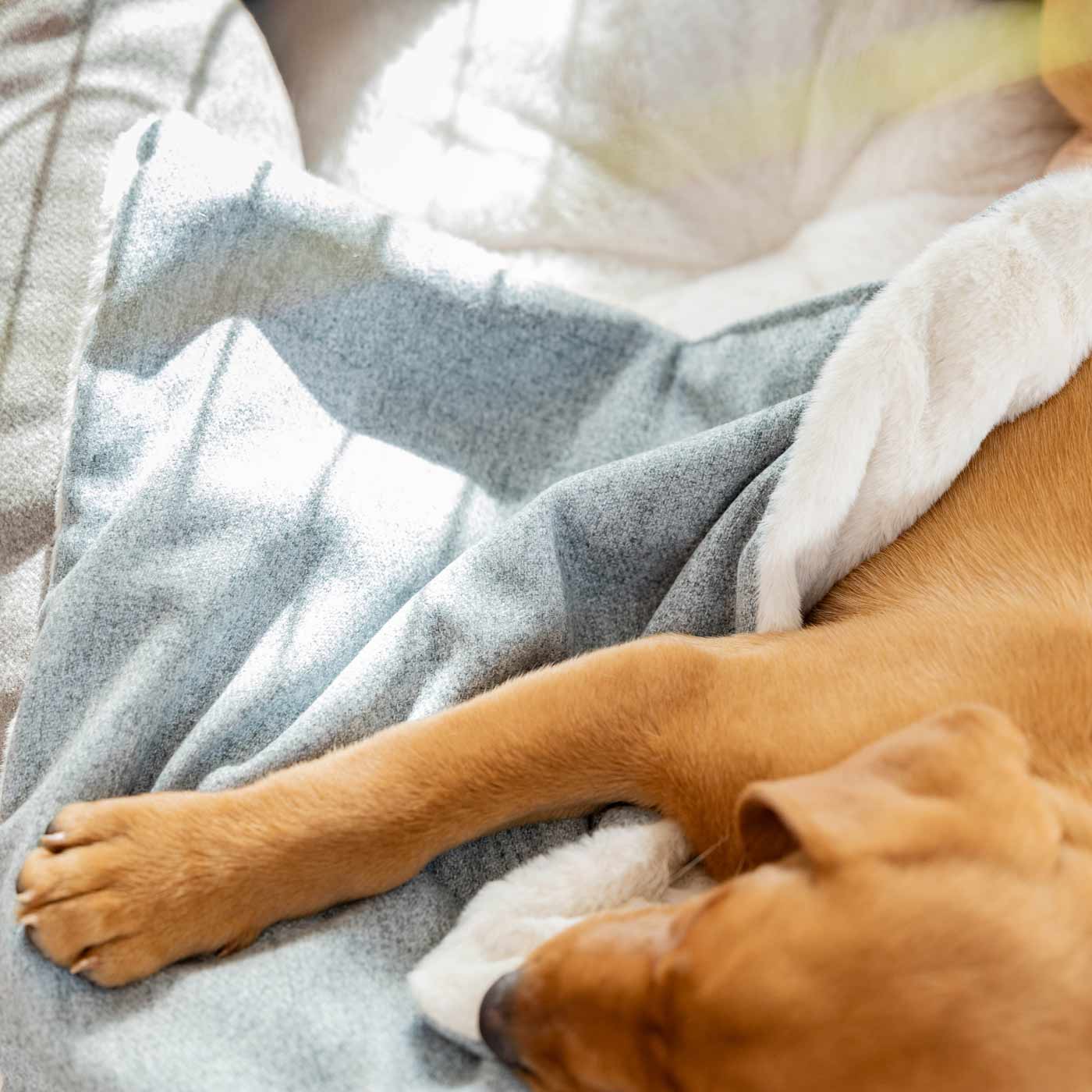 Discover The Perfect Scented Blanket For Puppies! Help Your New Furry Friend Settle Into Their New Home With Our Inchmurrin Scented Puppy Blanket In Stunning Light Grey Iceberg! Available Now at Lords & Labradors 