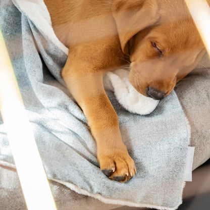 Discover The Perfect Scented Blanket For Puppies! Help Your New Furry Friend Settle Into Their New Home With Our Inchmurrin Scented Puppy Blanket In Stunning Light Grey Iceberg! Available Now at Lords & Labradors 