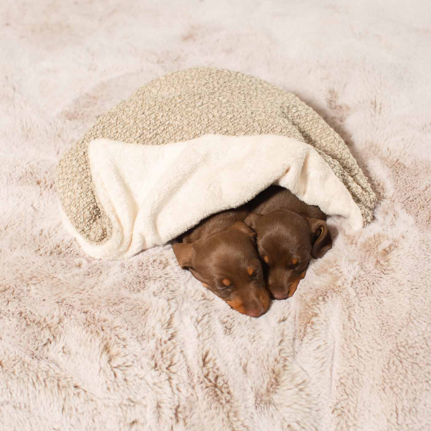 Dog scent blanket hotsell