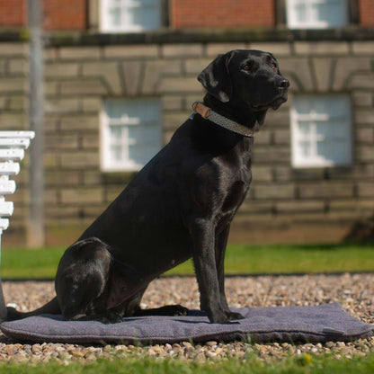 Discover dog walking luxury with our handcrafted Italian dog collar in beautiful graphite with woven dark grey fabric! The perfect collar for dogs available now at Lords & Labradors US
