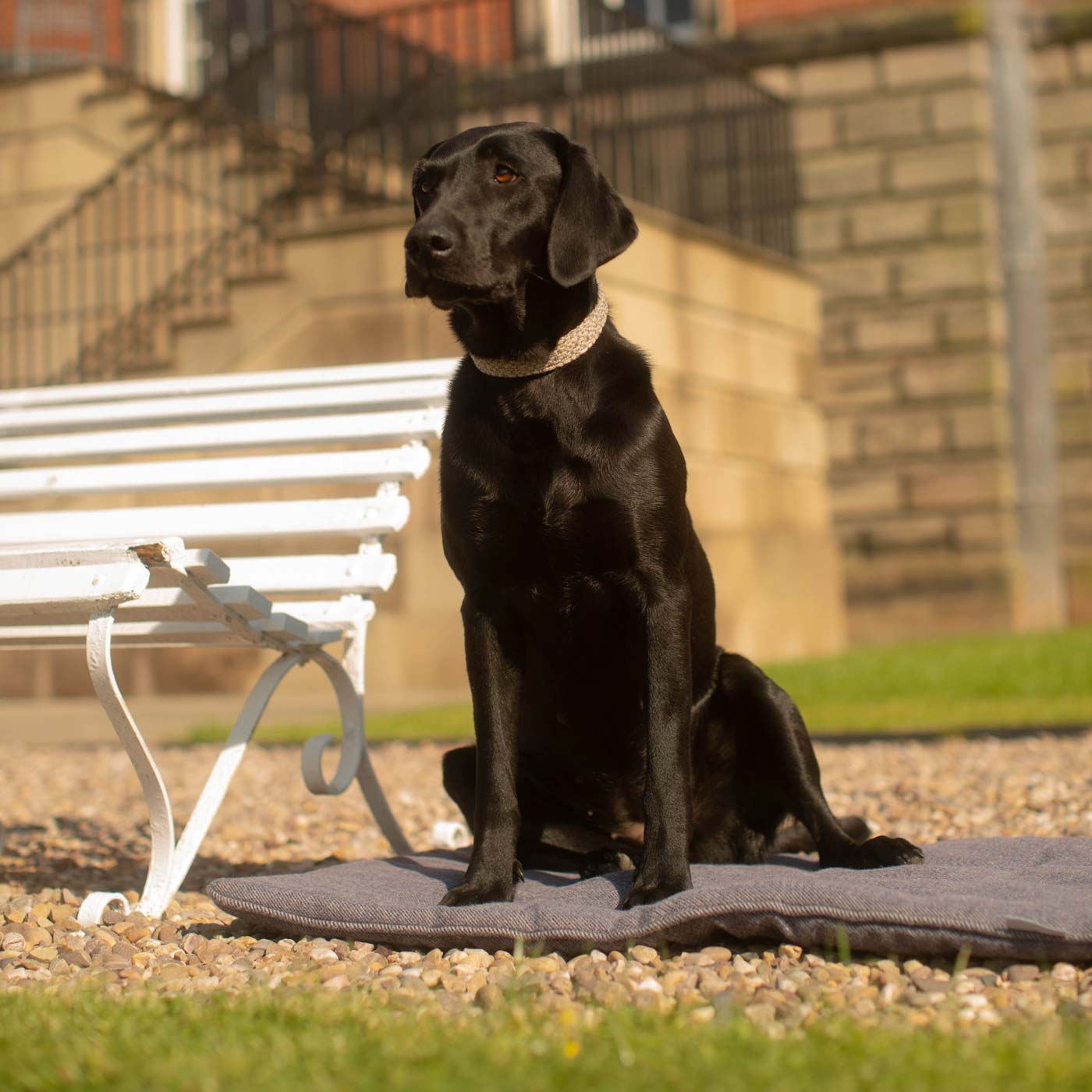 Embark on the perfect pet travel with our luxury Travel Mat in Oxford Herringbone. Featuring a Carry handle for on the move once Rolled up for easy storage, can be used as a seat cover, boot mat or travel bed! Available now at Lords & Labradors US