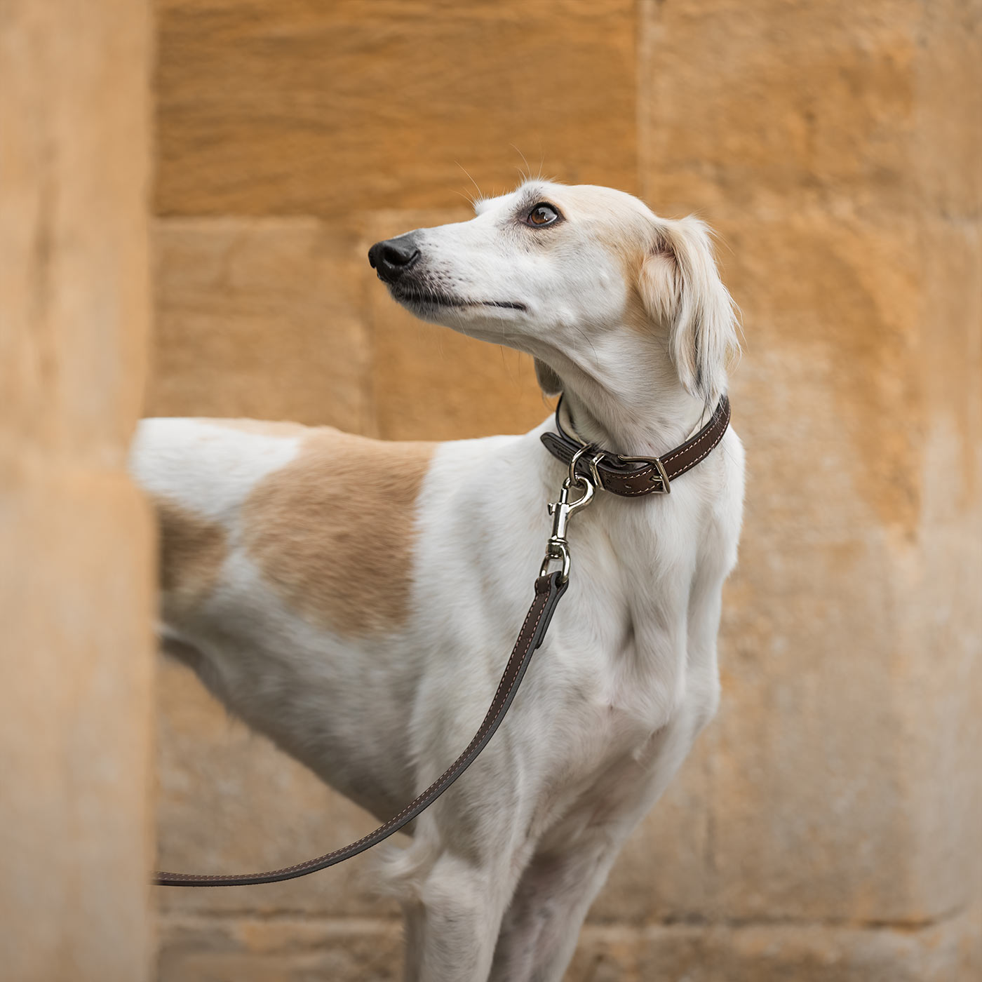 Discover dog walking luxury with our handcrafted Italian padded leather dog Leash in Brown & Cream! The perfect Leash for dogs available now at Lords & Labradors US