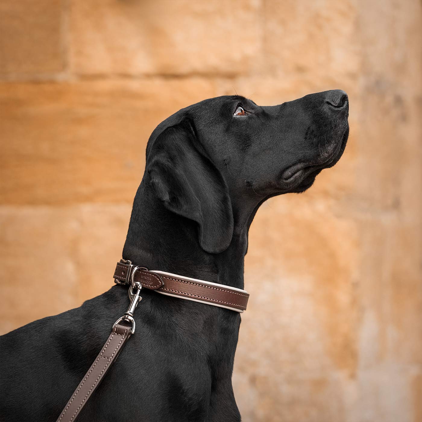 Discover dog walking luxury with our handcrafted Italian padded leather dog Leash in Brown & Cream! The perfect Leash for dogs available now at Lords & Labradors US