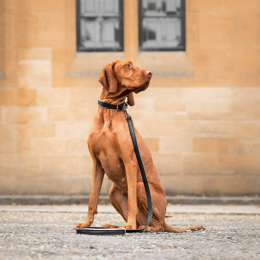 Discover dog walking luxury with our handcrafted Italian padded leather dog Leash in Black & Grey! The perfect Leash for dogs available now at Lords & Labradors  US