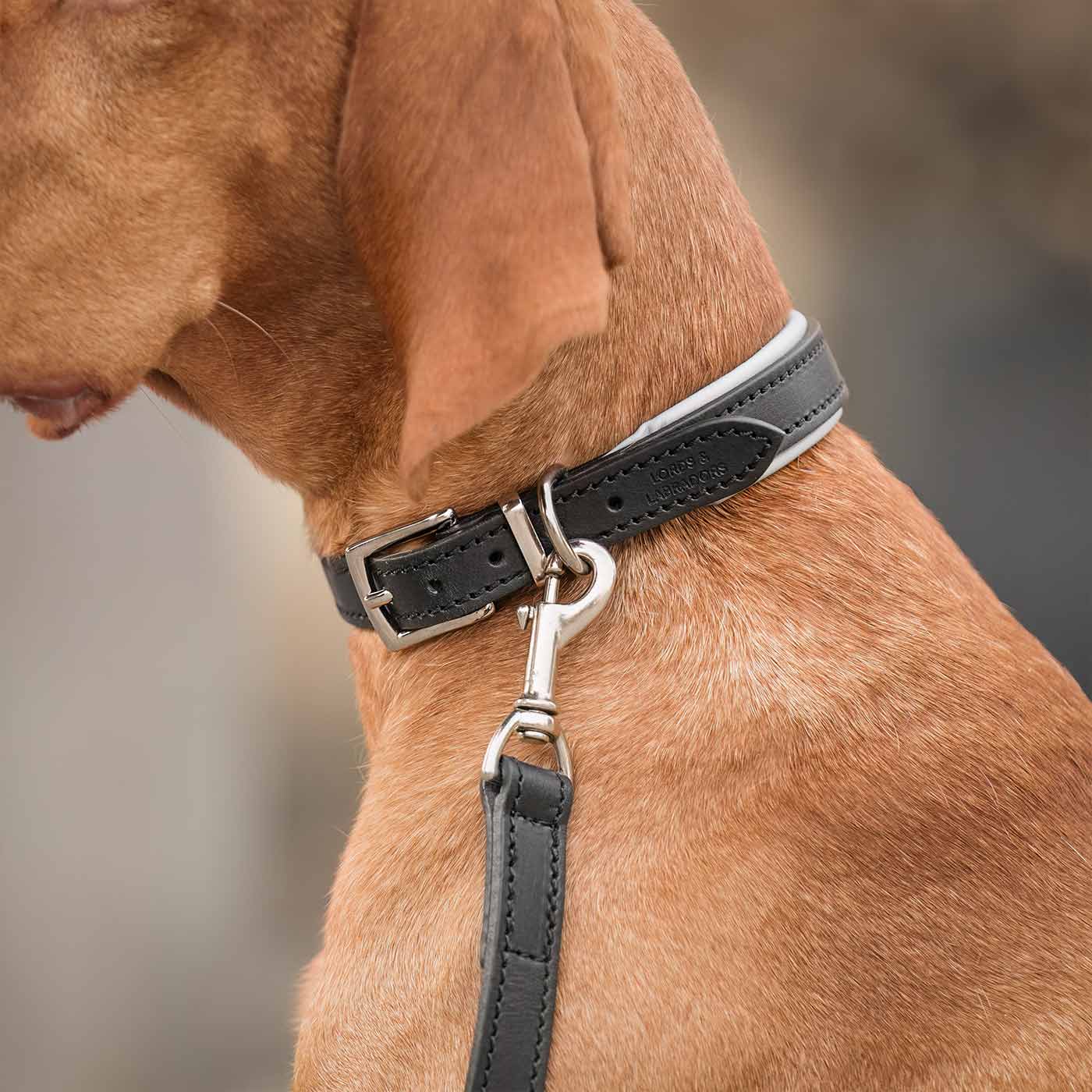 Discover dog walking luxury with our handcrafted Italian padded leather dog Leash in Black & Grey! The perfect Leash for dogs available now at Lords & Labradors US