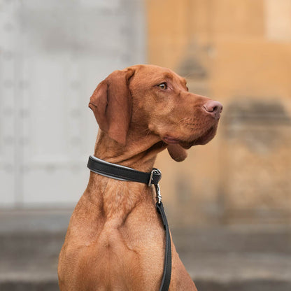 Discover dog walking luxury with our handcrafted Italian padded leather dog collar in Black & Grey! The perfect collar for dogs available now at Lords & Labradors  US