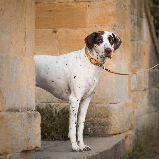 Discover dog walking luxury with our handcrafted Italian padded leather dog collar in Tan & Cream! The perfect collar for dogs available now at Lords & Labradors US