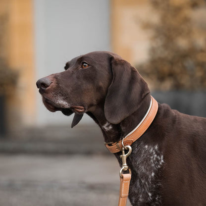Discover dog walking luxury with our handcrafted Italian padded leather dog Leash in Tan & Cream! The perfect Leash for dogs available now at Lords & Labradors US