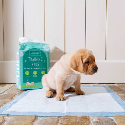 Discover Puppy Training Pads, 50 pads per pack. Featuring Super absorbent with 5 layers absorbency, and Makes house training easy and protects floors. Reducing smelly odours, Perfect for training puppies, travelling, ill or confined dogs. now available at Lords and Labradors US