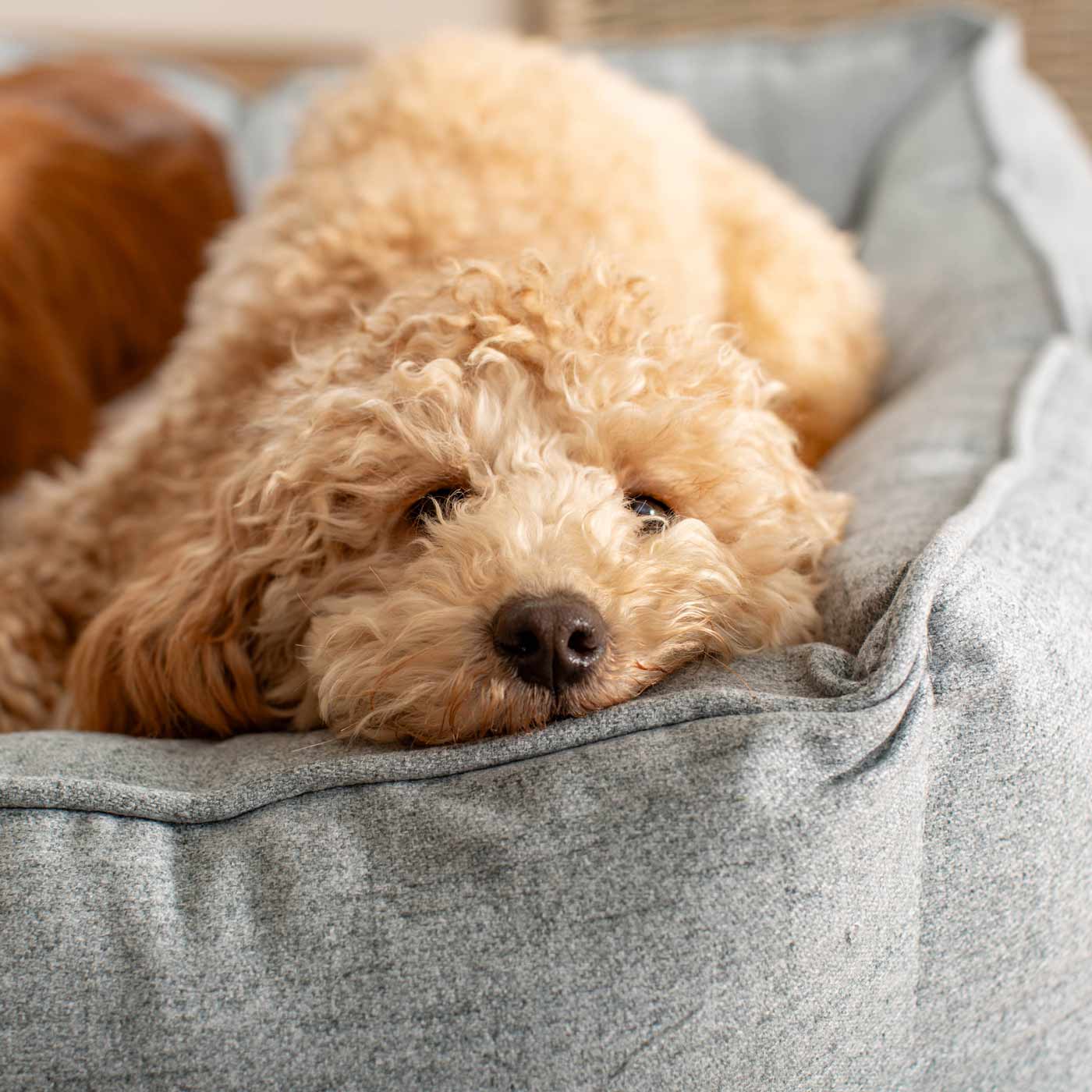 Box Bed For Dogs In Inchmurrin Iceberg By Lords & Labradors