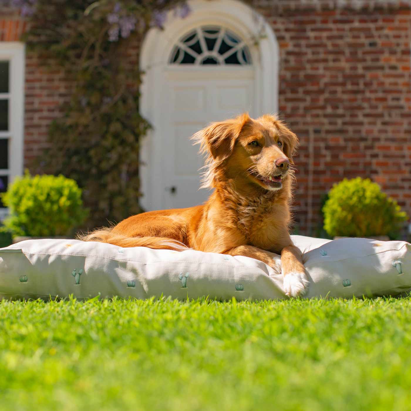 Luxury Sleepeeze Dog Cushion in Cactus, The Perfect Pet Bed Time Accessory! Available Now at Lords & Labradors US