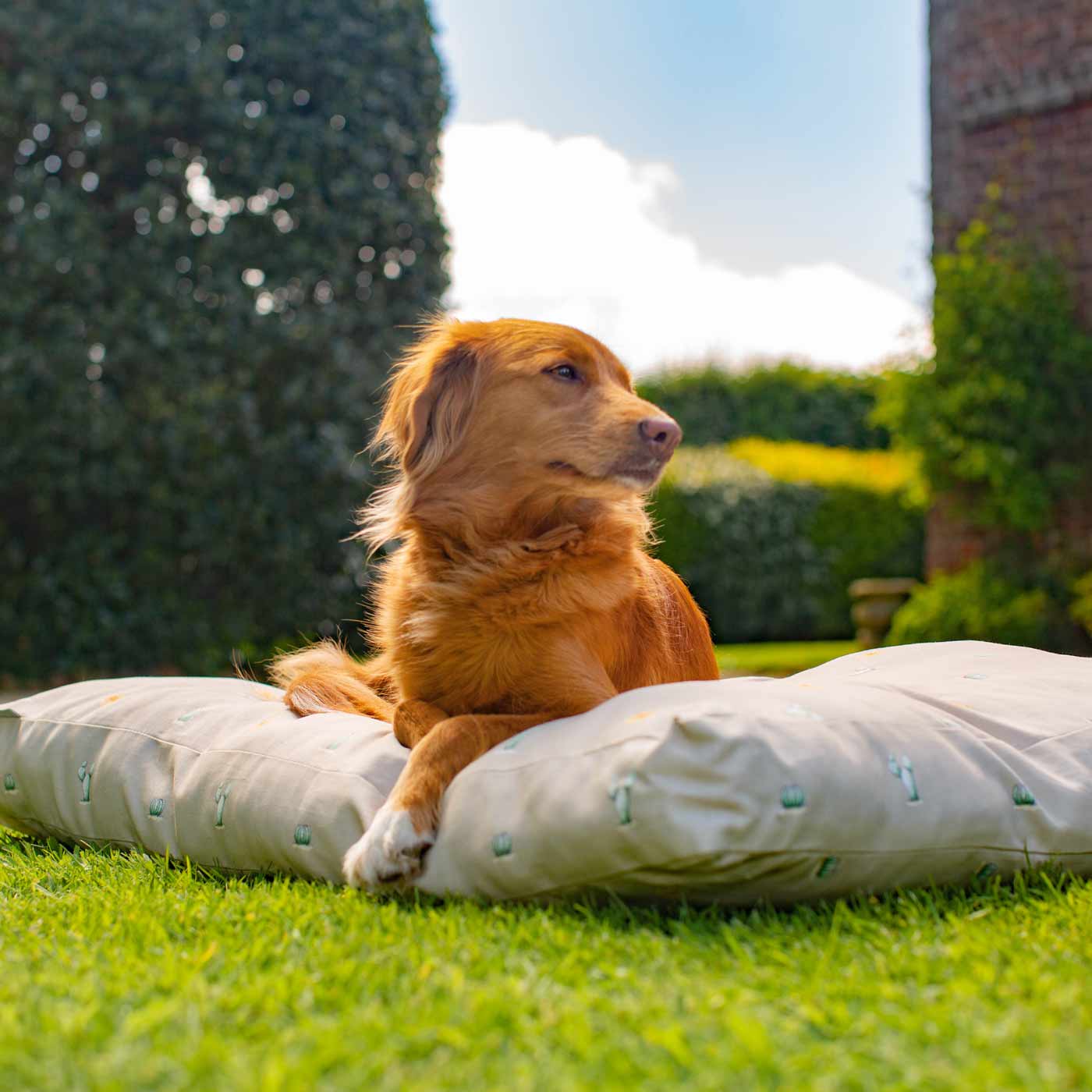 Luxury Sleepeeze Dog Cushion in Cactus, The Perfect Pet Bed Time Accessory! Available Now at Lords & Labradors US