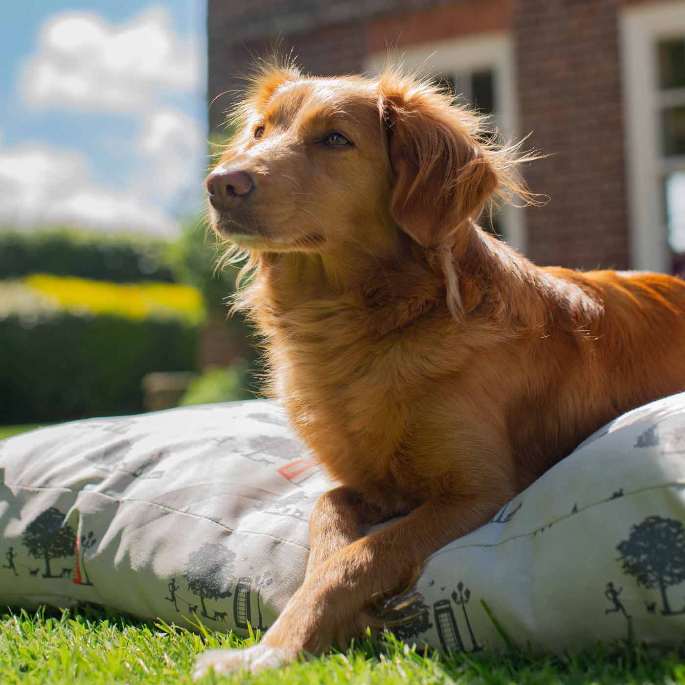 Luxury Sleepeeze Dog Cushion in Hyde Park, The Perfect Pet Bed Time Accessory! Available Now at Lords & Labradors US