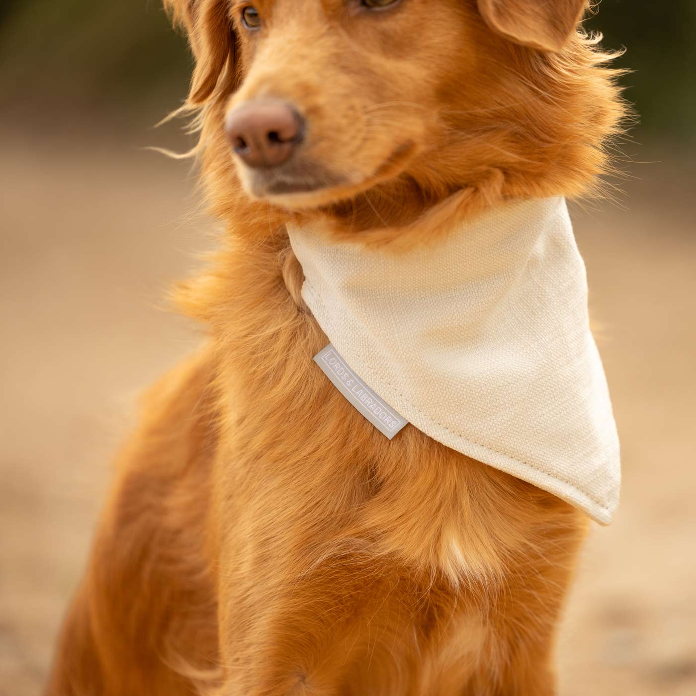 Discover The Perfect Luxury Pet Bandana, in Stunning Savanna Bone! Available To Personalize Now at Lords & Labradors US