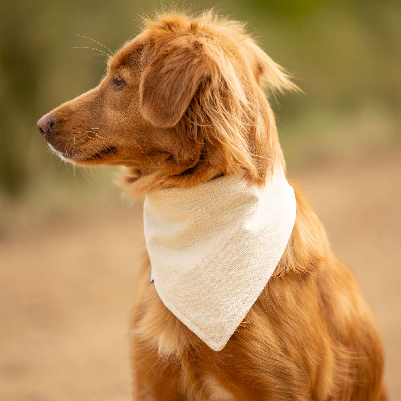 Discover The Perfect Luxury Pet Bandana, in Stunning Savanna Bone! Available To Personalize Now at Lords & Labradors US