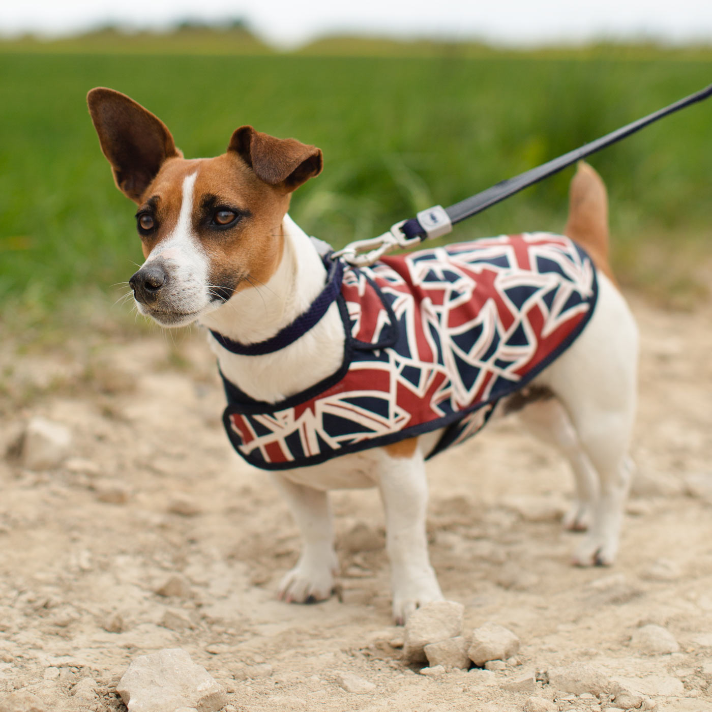 Accessorize Your Pet, With Our Stunning Dog Coat, in Union Jack! Comes In four Size, And Totally Machine Washable, Available To Personalize Now at Lords & Labradors US