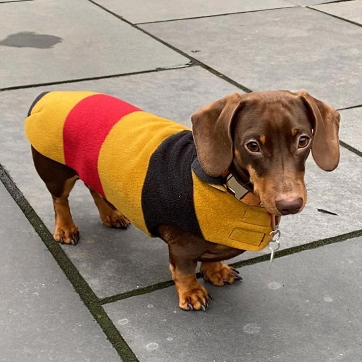 Accessorize Your Pet, With Our Stunning Dachshund Fleece, in Newmarket! Comes In five Size, And Totally Machine Washable, Available To Personalize Now at Lords & Labradors US