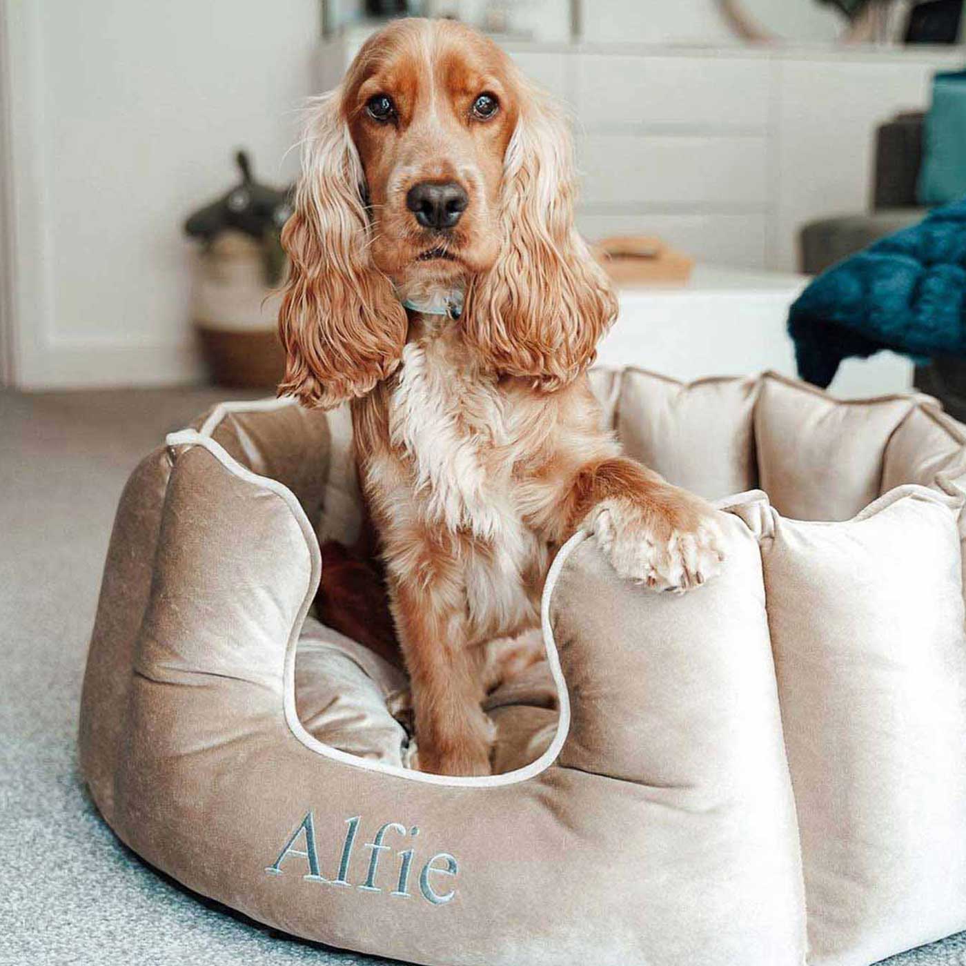 Discover Our Luxurious High Wall Velvet Bed For Dogs, Featuring inner pillow with plush teddy fleece on one side To Craft The Perfect Dogs Bed In Stunning Mushroom Velvet! Available To Personalize Now at Lords & Labradors US