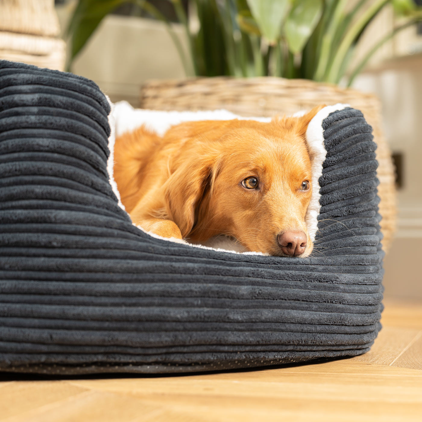 Discover Our Luxurious High Wall Bed For Dogs, Featuring inner pillow with plush teddy fleece on one side To Craft The Perfect Dog Bed In Stunning Essentials Navy Plush! Available To Personalize Now at Lords & Labradors US