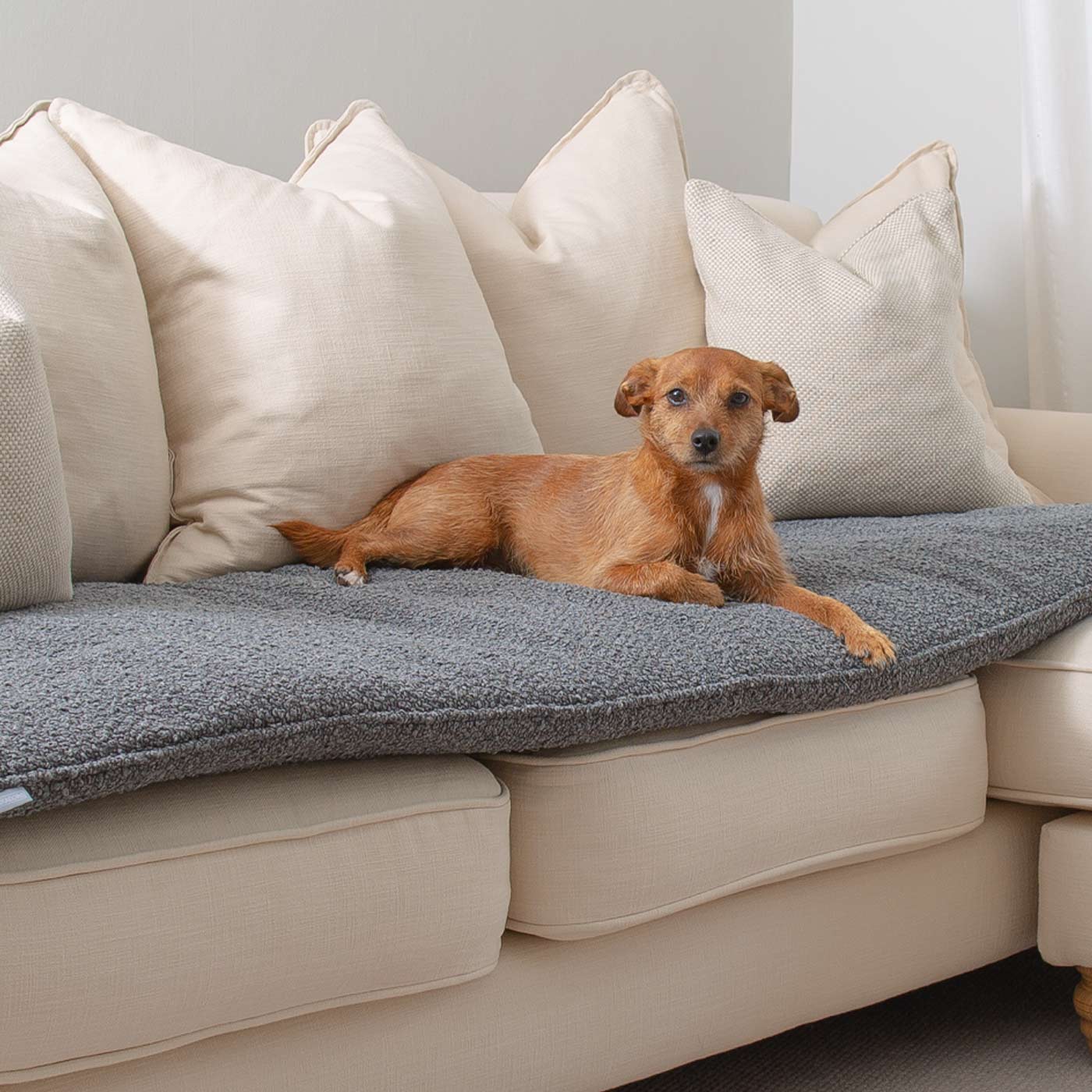 Discover Our Luxury Boucle Couch Topper, The Perfect Pet couch Accessory In Stunning Granite! Available Now at Lords & Labradors US