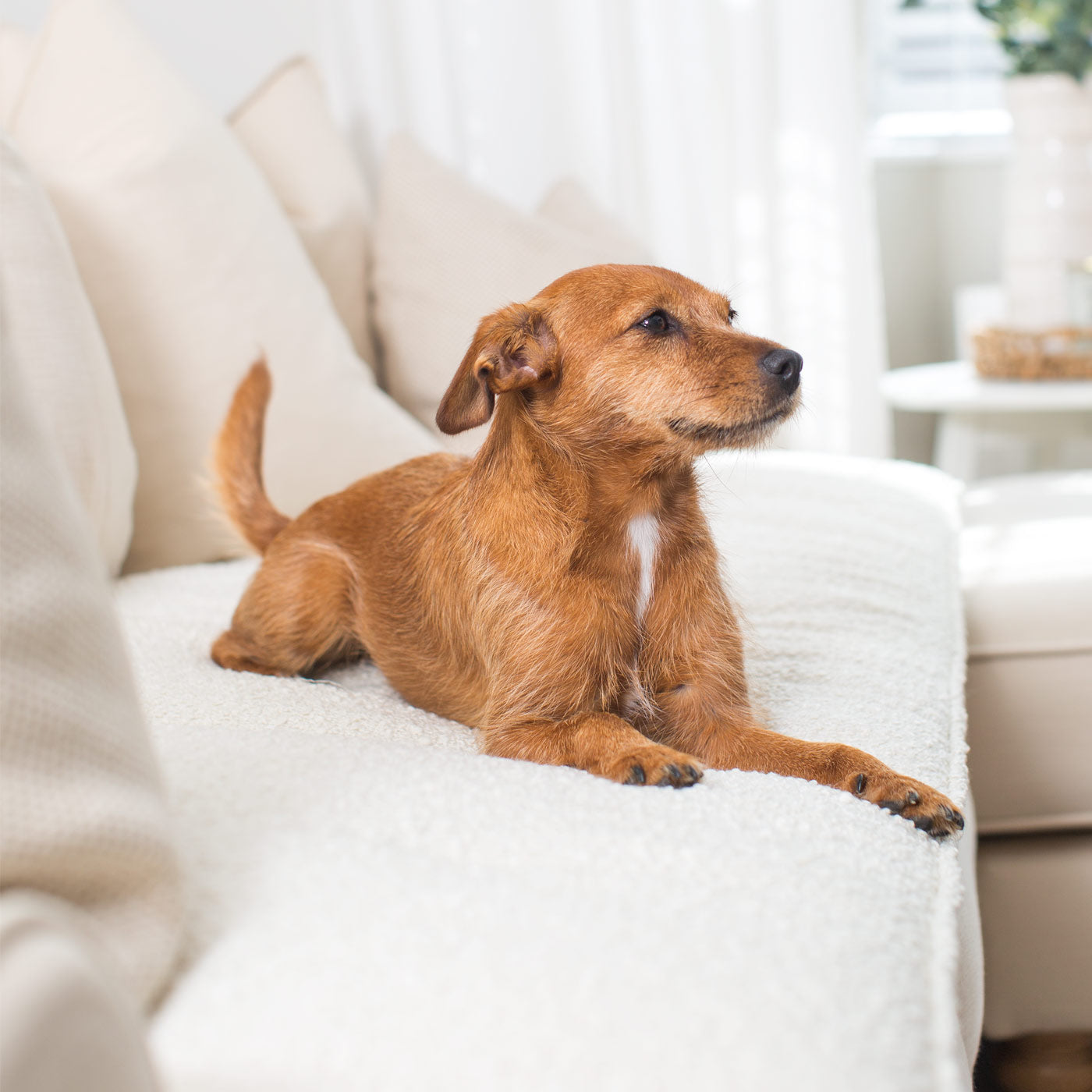 Discover Our Luxury Boucle Couch Topper, The Perfect Pet couch Accessory In Stunning Ivory! Available Now at Lords & Labradors US
