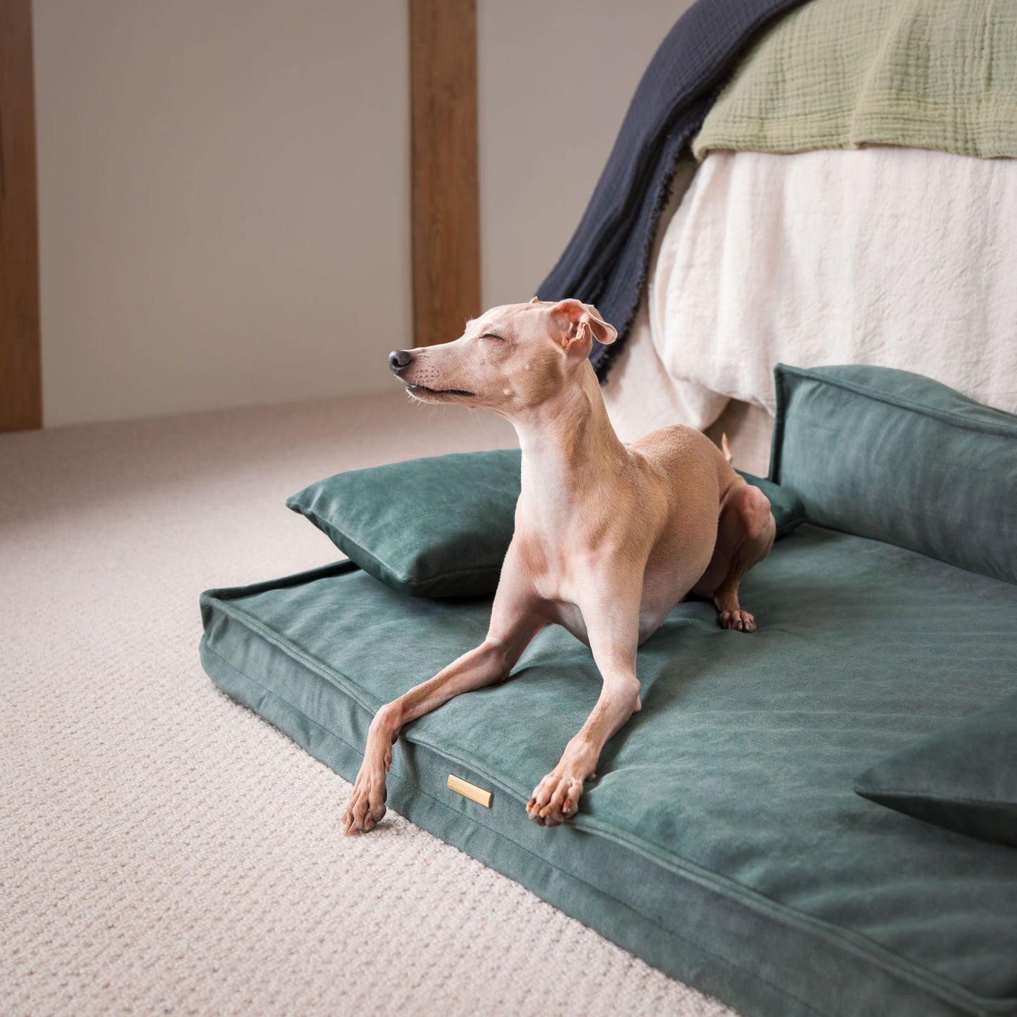 Shop Luxury Dog Sofas, The Execu-Sofa In Stunning Olive! Dog Sofa Beds Available Now at Lords & Labradors