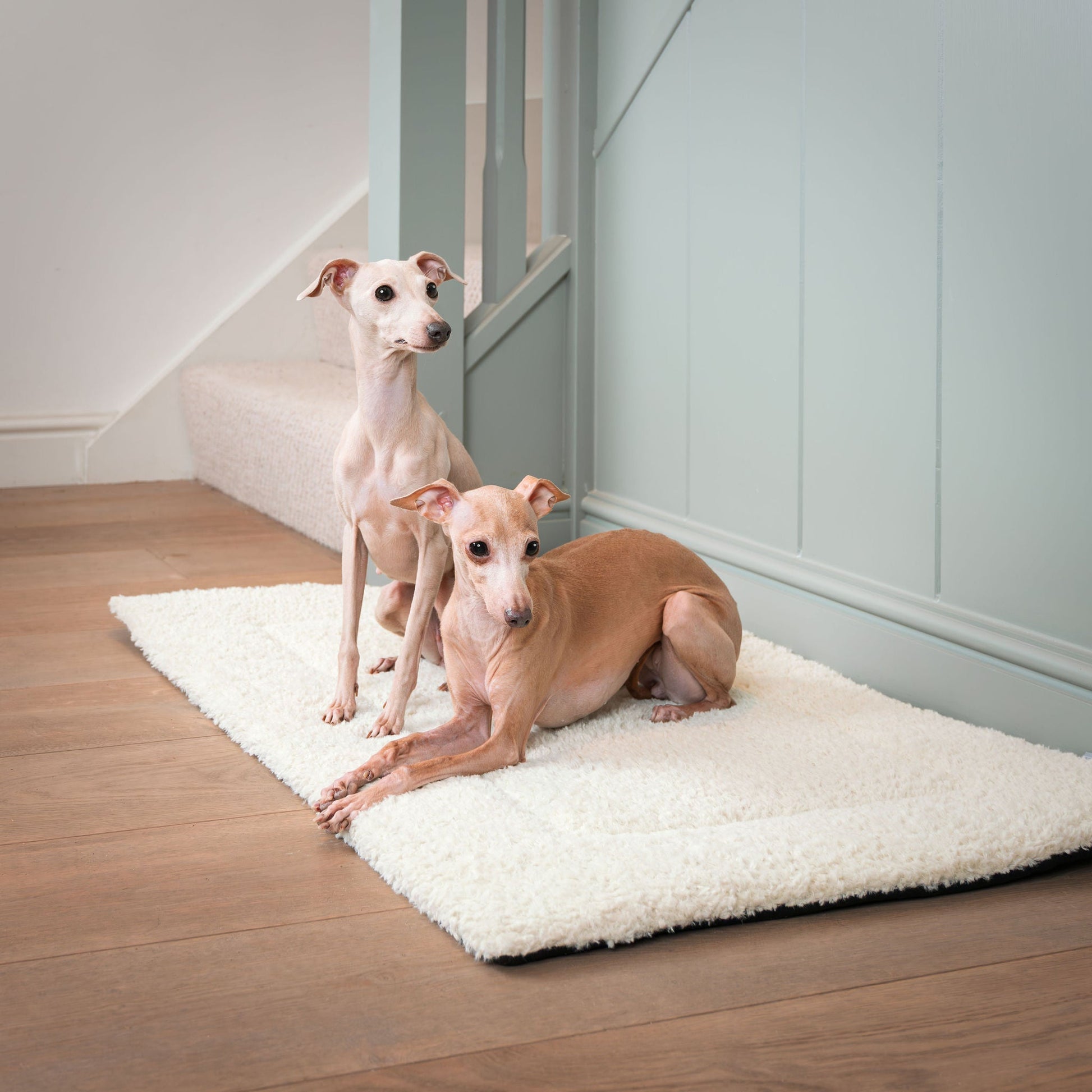 Luxury Dog Mats, The Perfect Pet Mat For Travel! Available Now at Lords & Labradors