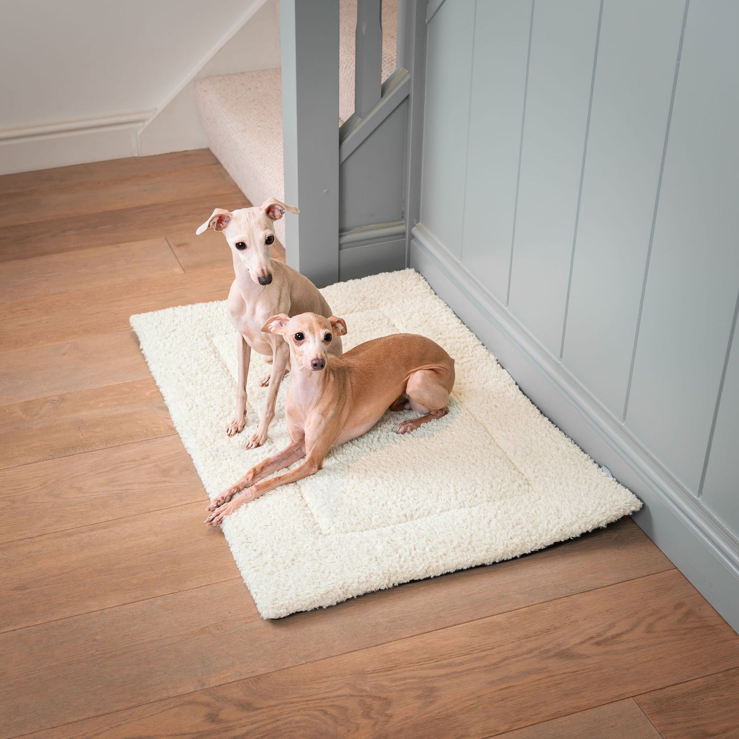 Present your furry friend with the perfect pet mattress featuring thick padding for the ultimate comfort! The luxury hottie mat is ideal for pet travel, available now at Lords & Labradors US