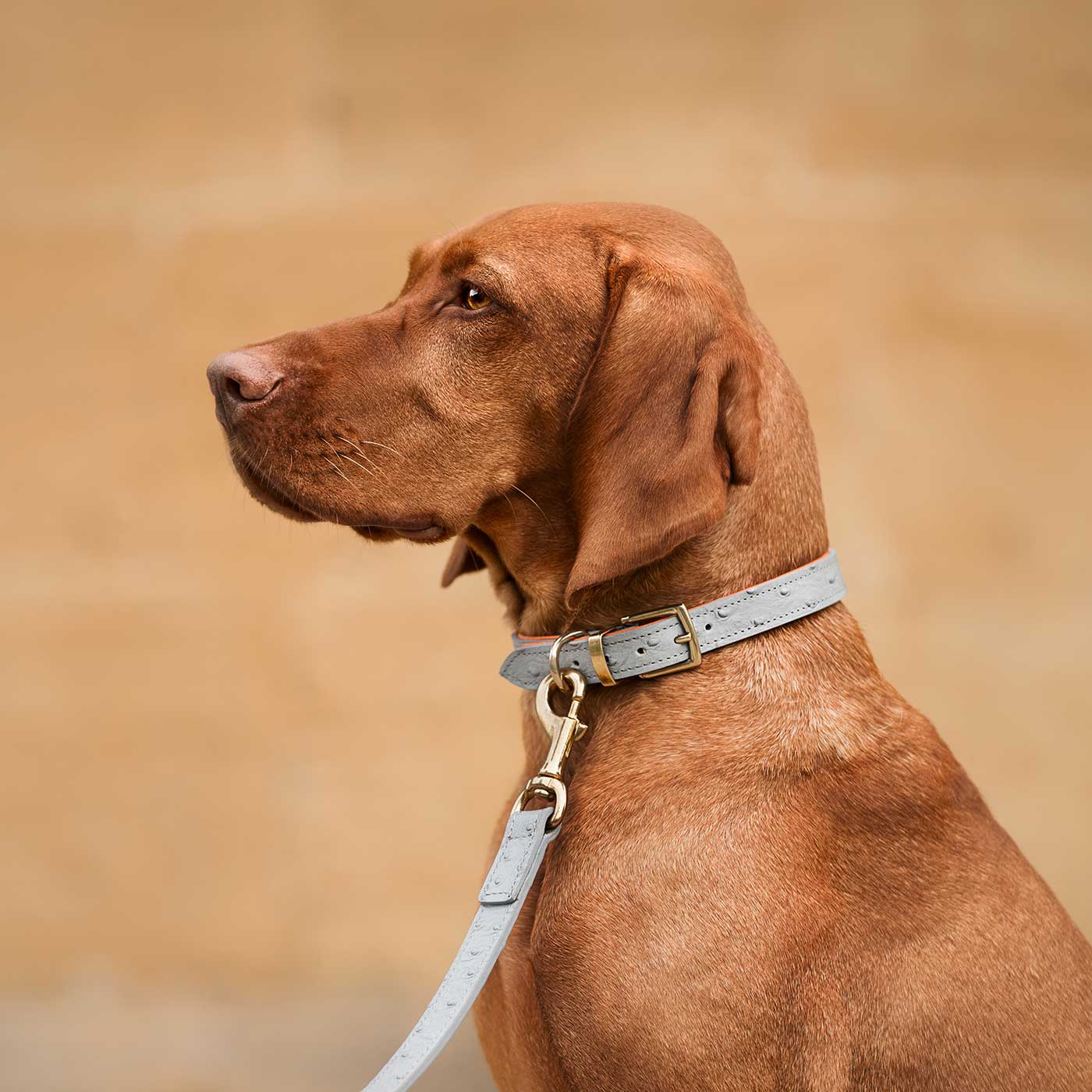 Leather puppy collar outlet and lead