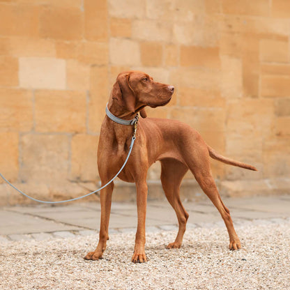 Discover dog walking luxury with our handcrafted Italian real leather, embossed with an Ostrich inspired print for the ultimate luxurious look, Dog Collar in Grey & Orange! The perfect Collar for dogs available now at Lords & Labradors US