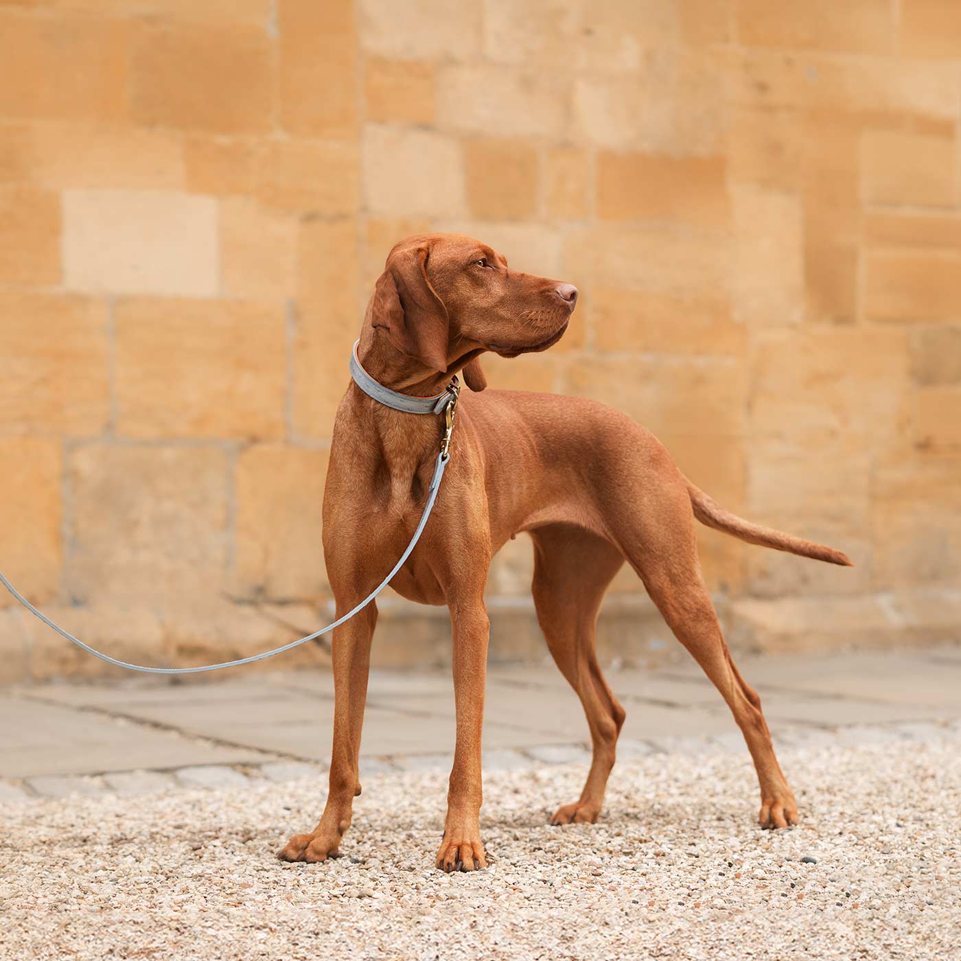 Grey puppy collar and hot sale lead