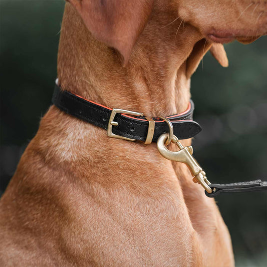 Lords & Labradors Ostrich Leather Dog Collar - Black & Orange