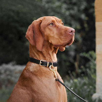 Discover dog walking luxury with our handcrafted Italian real leather, embossed with an Ostrich inspired print for the ultimate luxurious look, Dog Collar in Black & Orange! The perfect Collar for dogs available now at Lords & Labradors US