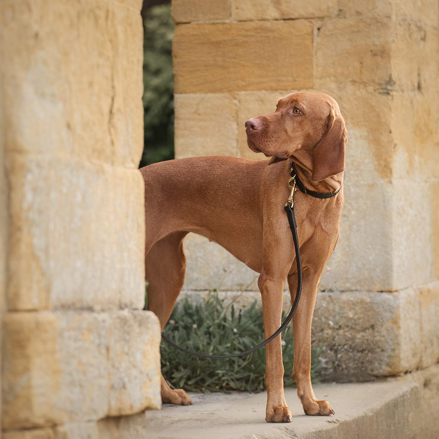 Discover dog walking luxury with our handcrafted Italian real leather, embossed with an Ostrich inspired print for the ultimate luxurious look, Dog Collar in Black & Orange! The perfect Collar for dogs available now at Lords & Labradors US