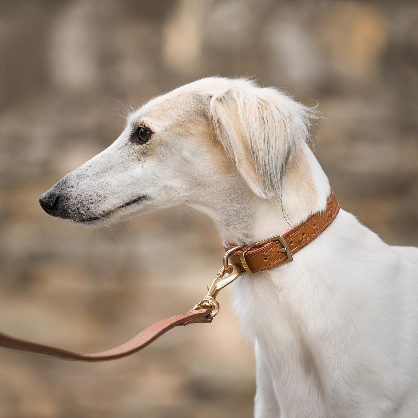 Discover dog walking luxury with our handcrafted Italian Ostrich leather dog Collar in Tan & Orange! The perfect Collar for dogs available now at Lords & Labradors US