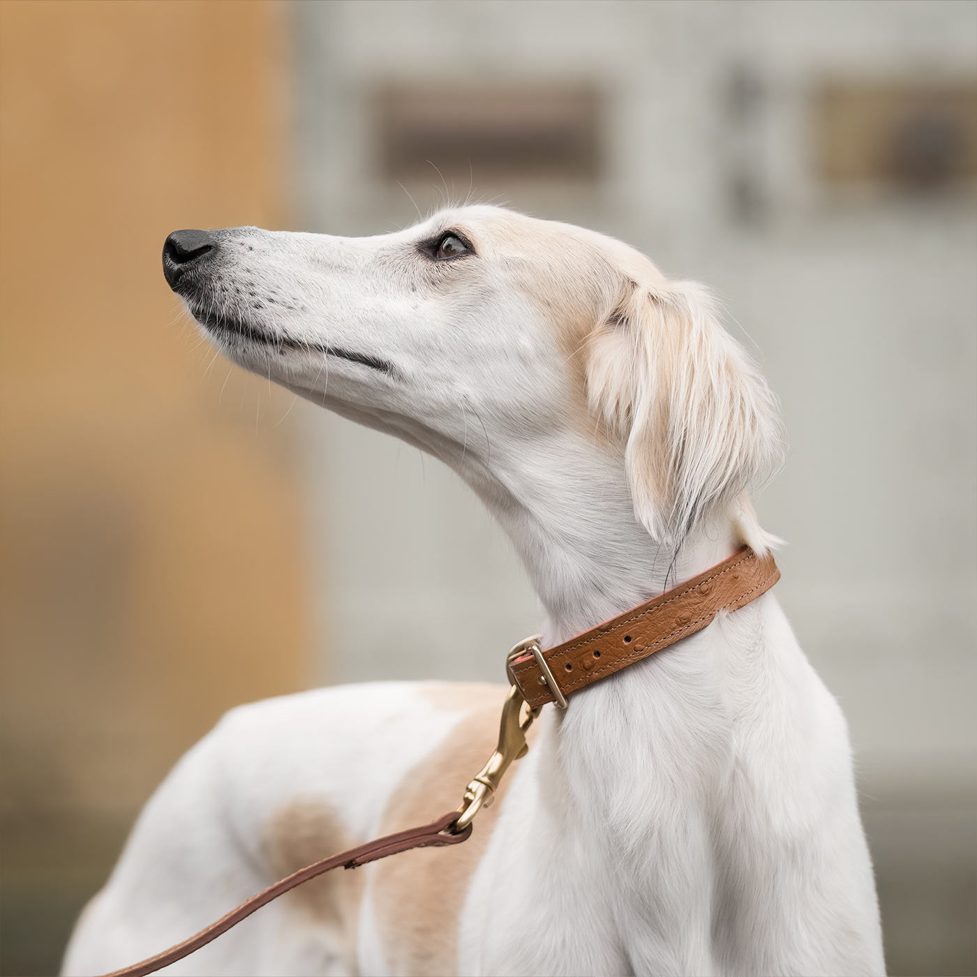 Discover dog walking luxury with our handcrafted Italian Ostrich leather dog Leash in Tan & Orange! The perfect Leash for dogs available now at Lords & Labradors US