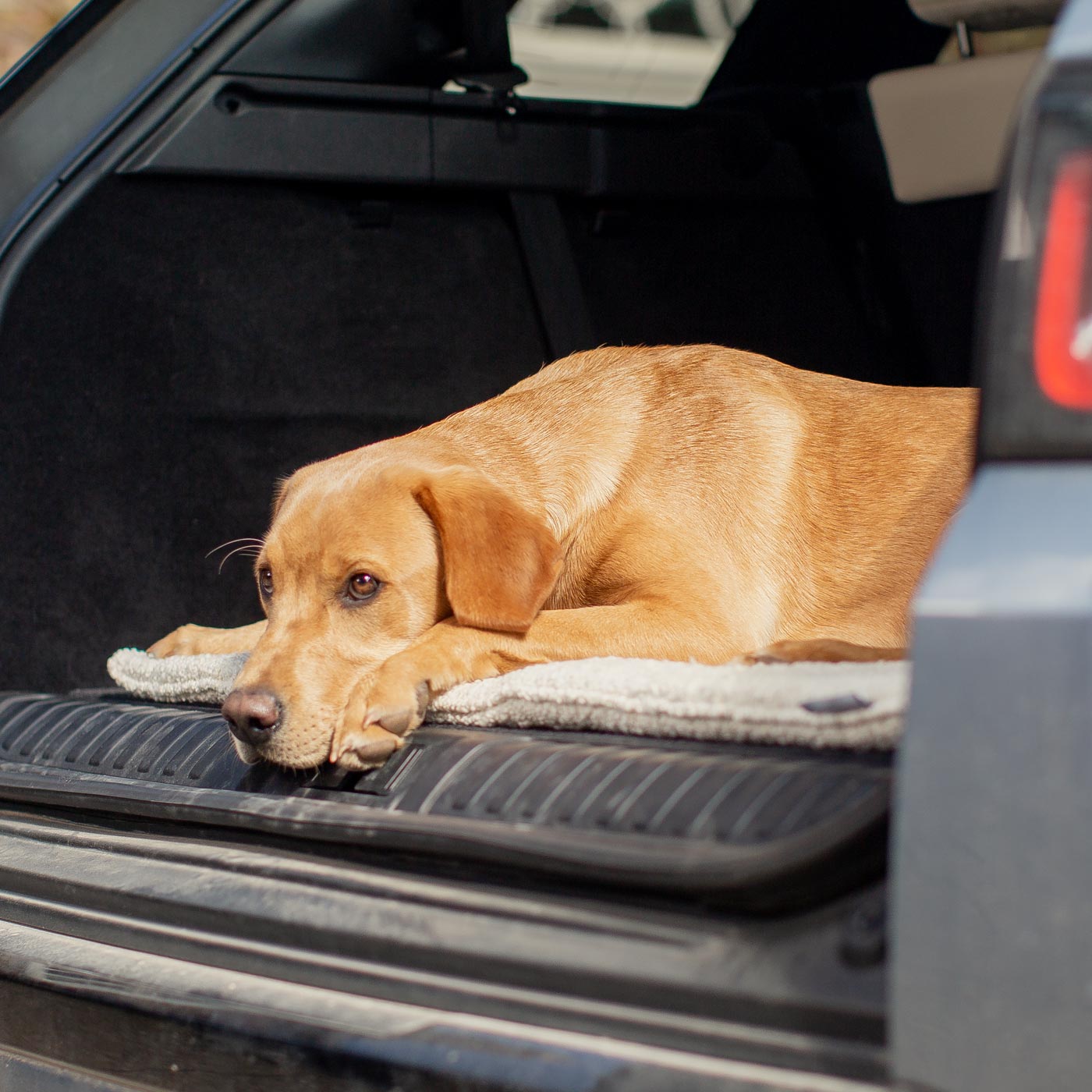 Embark on the perfect pet travel with our luxury Travel Mat in Mink Boucle. Featuring a Carry handle for on the move once Rolled up for easy storage, can be used as a seat cover, boot mat or travel bed! Available now at Lords & Labradors US