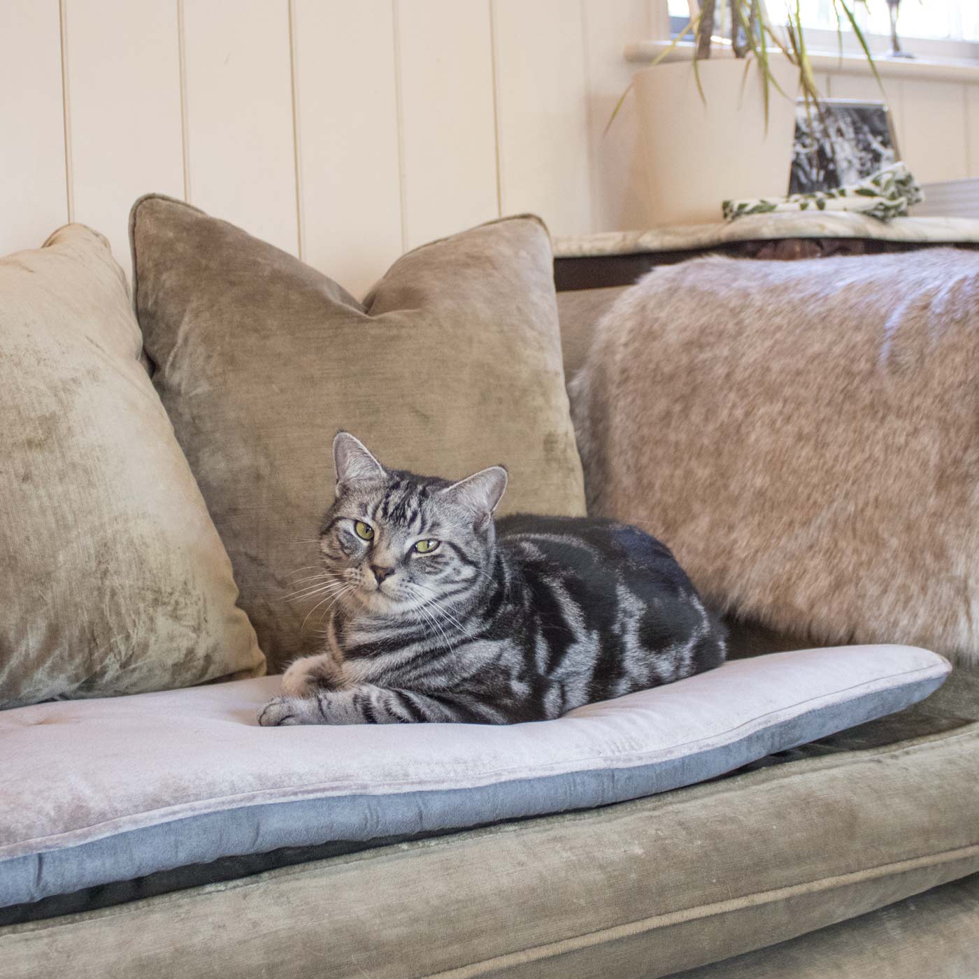 [color:mink velvet] Discover Our Luxury Velvet Couch Topper, The Perfect Pet Couch Accessory In Stunning Mink Velvet ! Available Now at Lords & Labradors US