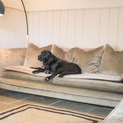 [color:mushroom velvet] Discover Our Luxury Velvet Couch Topper, The Perfect Pet Couch Accessory In Stunning Mushroom Velvet ! Available Now at Lords & Labradors US
