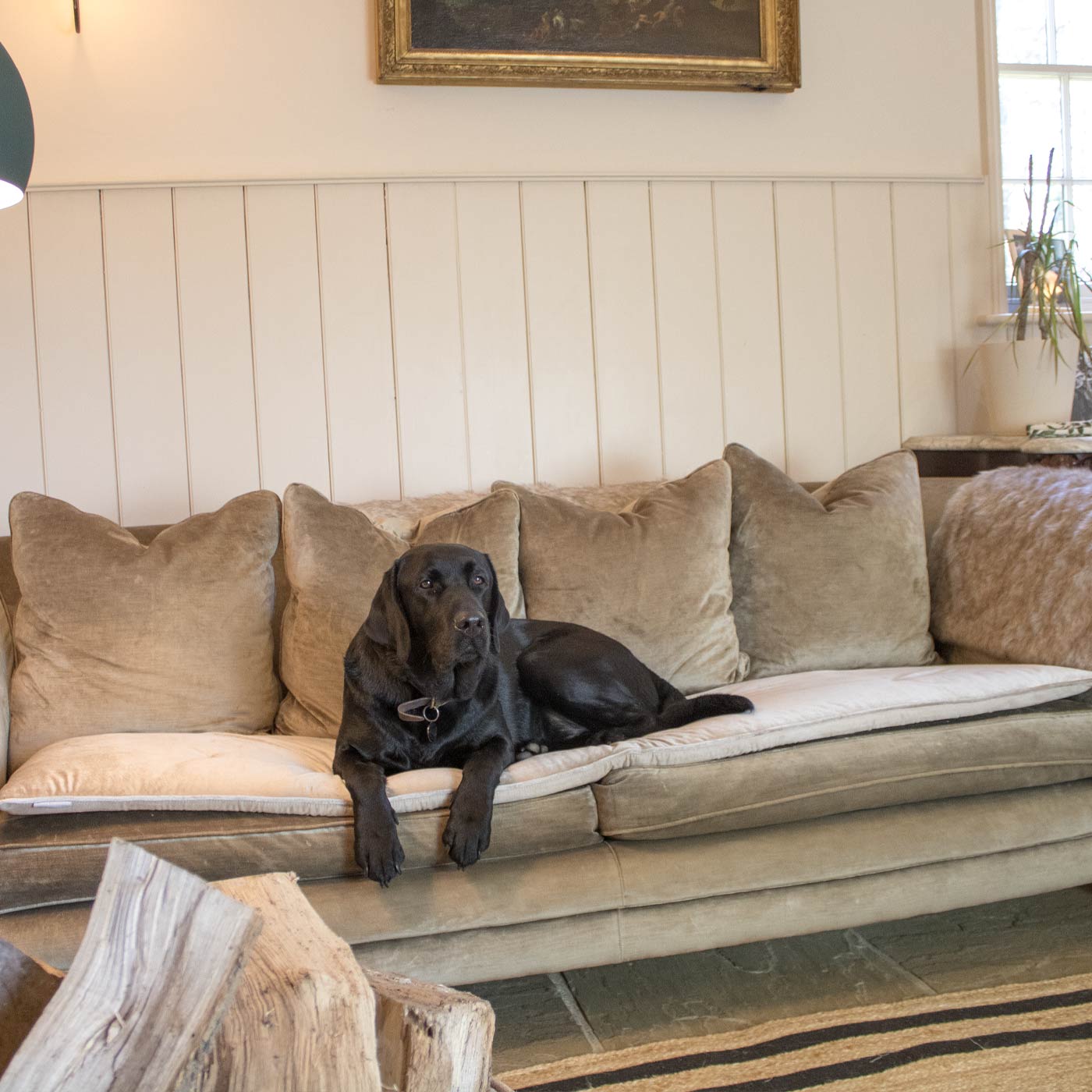 Lords & Labradors Luxury Velvet Couch Topper